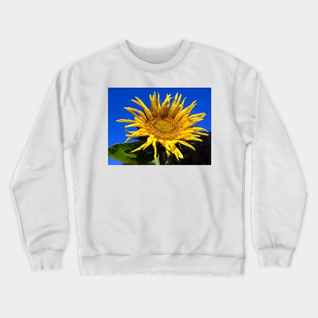 alb sunflower Crewneck Sweatshirt by pcfyi